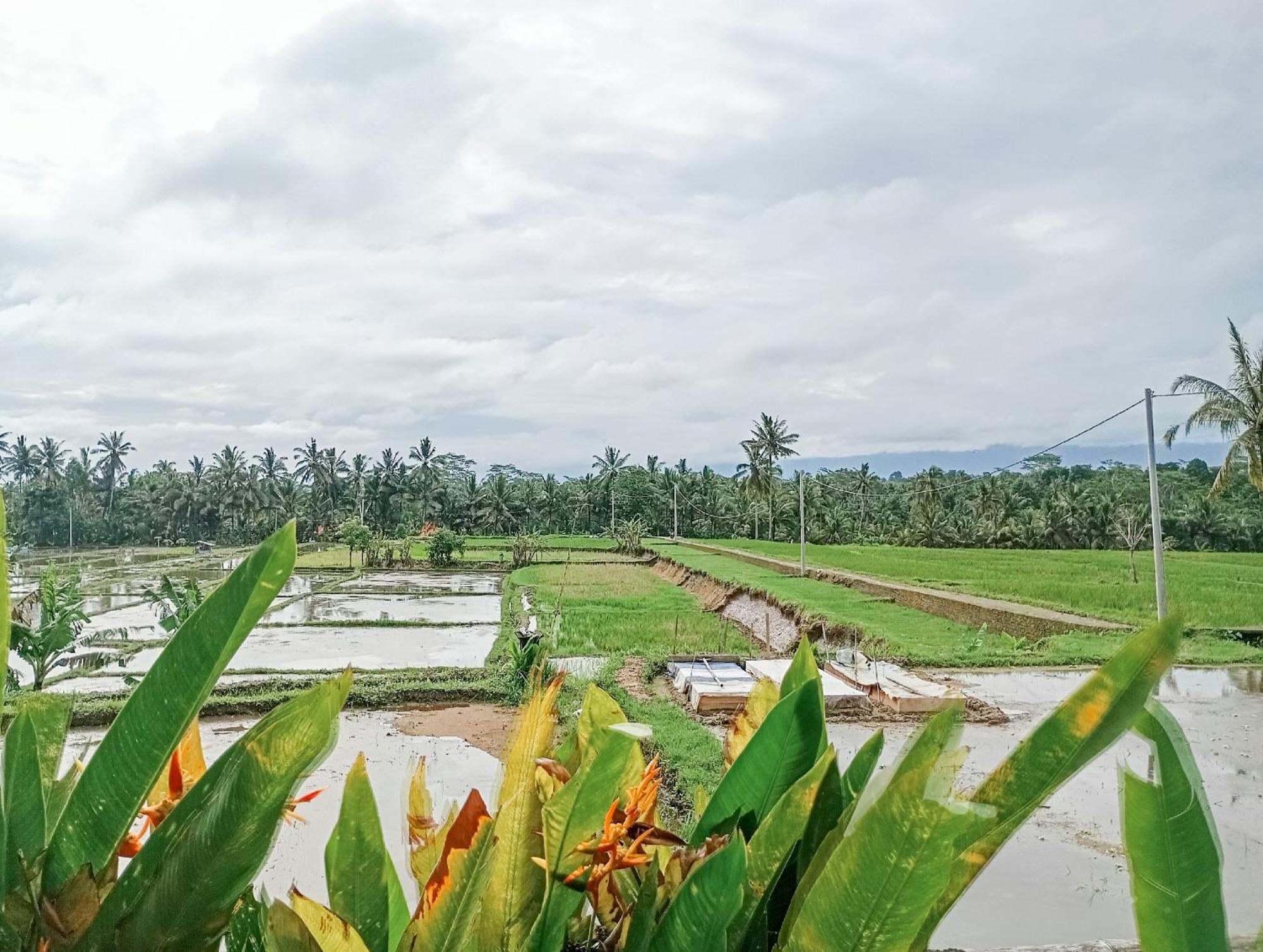 Nyoman Sandat House 1 Ubud Zewnętrze zdjęcie