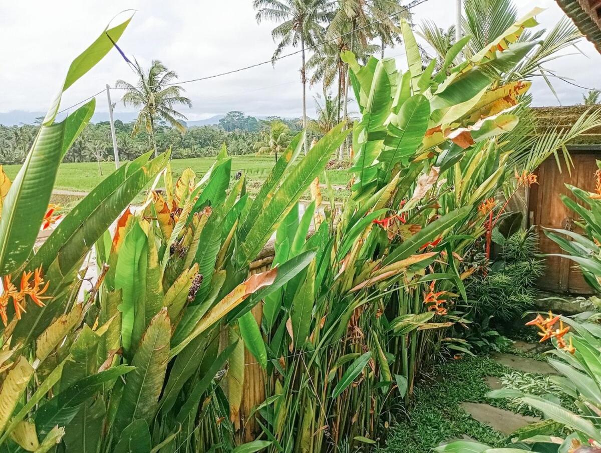 Nyoman Sandat House 1 Ubud Zewnętrze zdjęcie